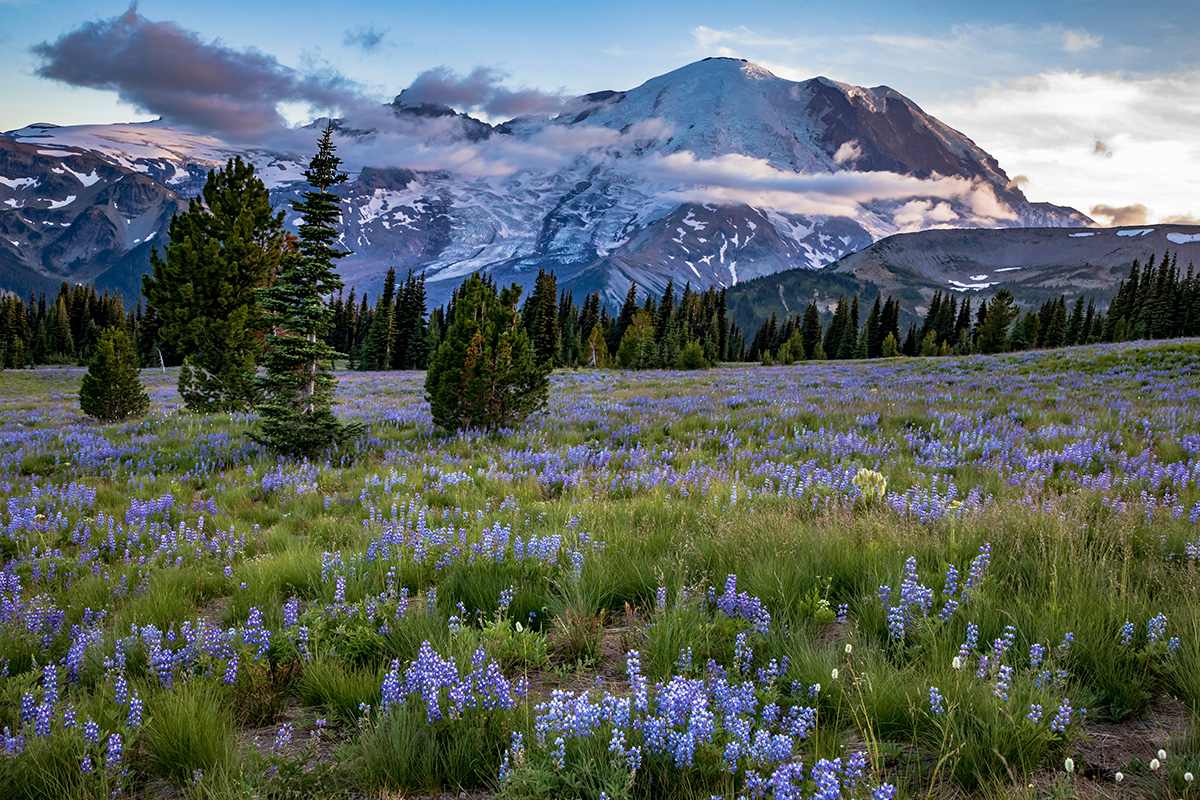 The Best Hikes & Top Trails in Mount Rainier National Park 6