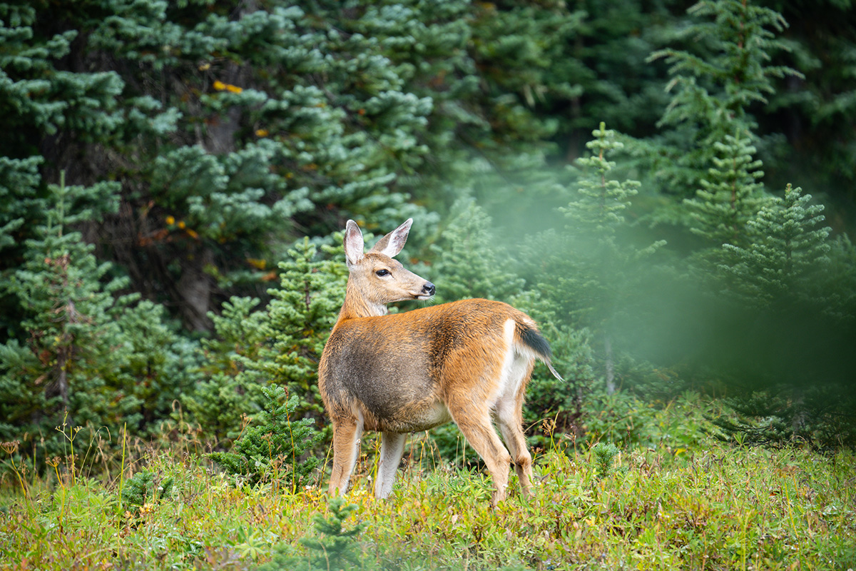The Best Hikes & Top Trails in Mount Rainier National Park 7