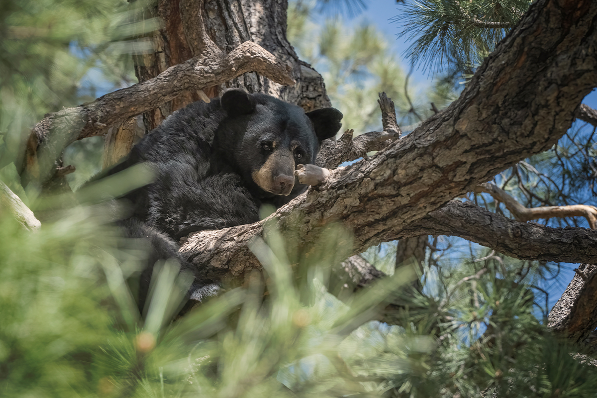 A Modern Adventurer's Guide to Yosemite National Park Animals a21