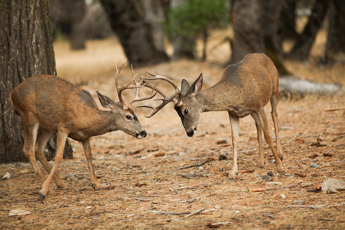 A Modern Adventurer's Guide to Yosemite National Park Animals a22