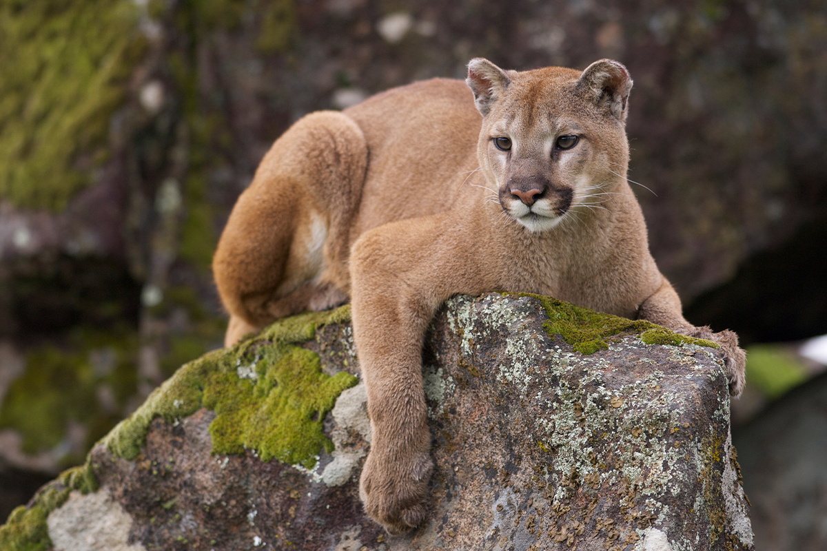 A Modern Adventurer's Guide to Yosemite National Park Animals a23