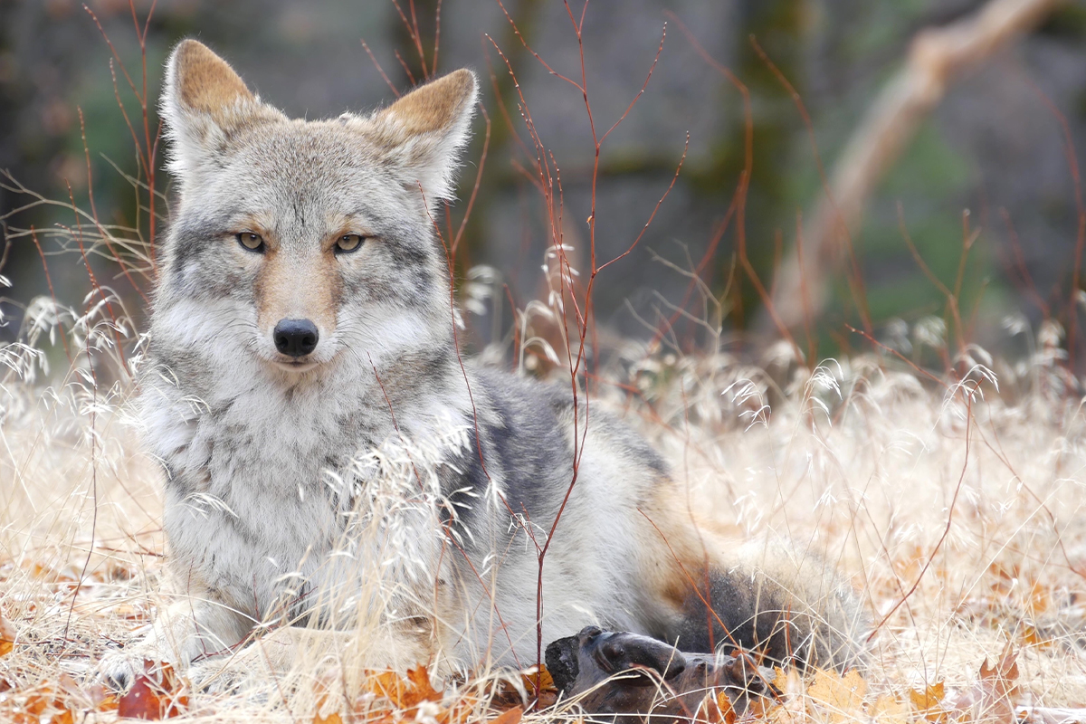 A Modern Adventurer's Guide to Yosemite National Park Animals a24