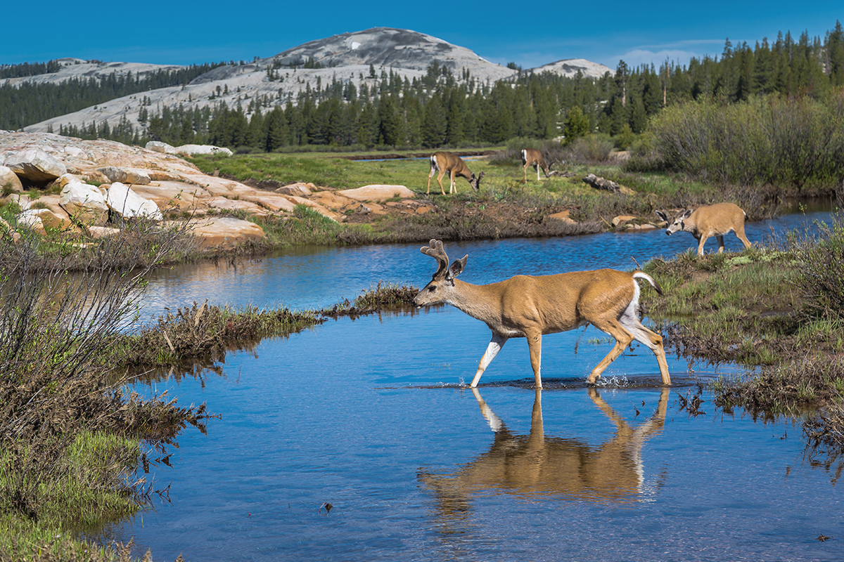 A Modern Adventurer's Guide to Yosemite National Park Animals a26