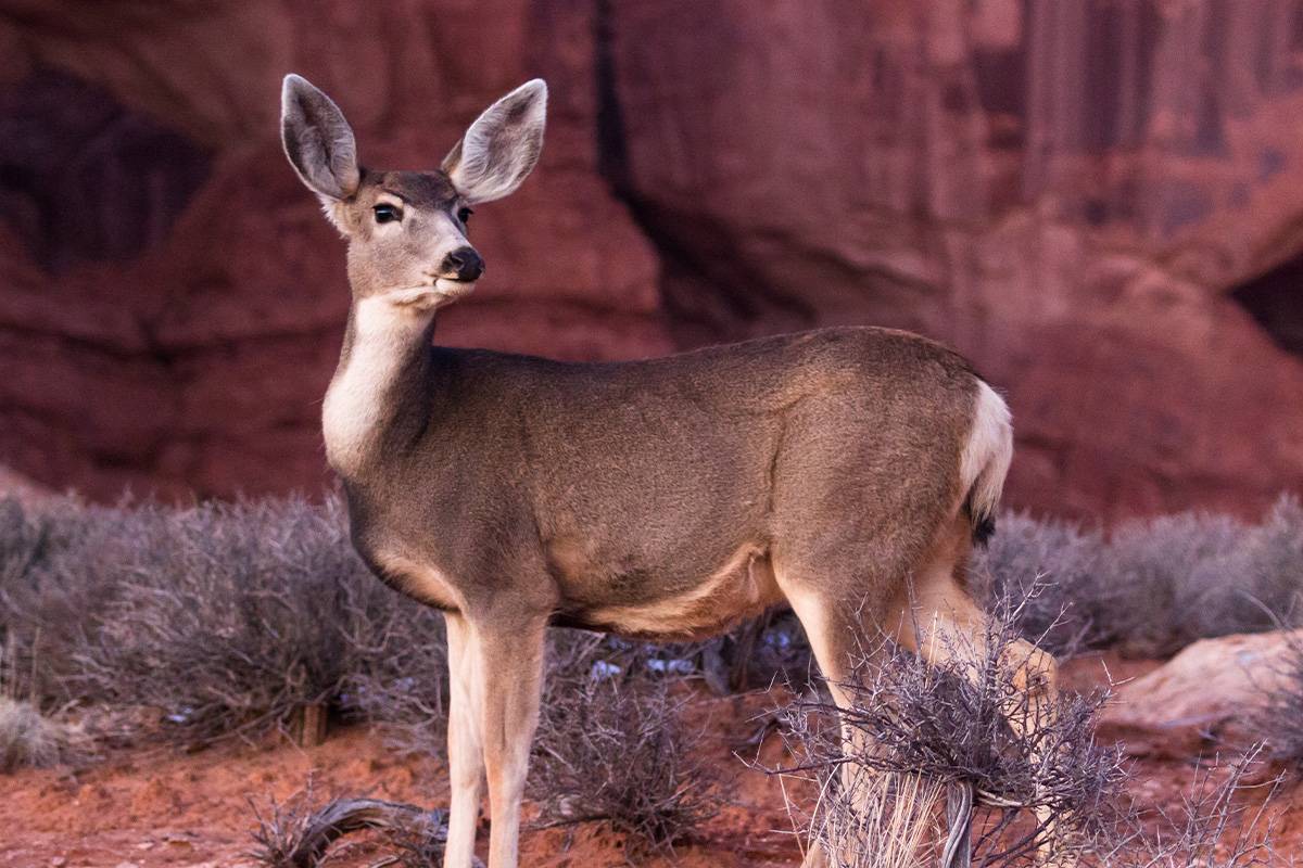 Arches National Park Animals: A Hiker&rsquo;s Field Guide to Wildlife Watching 30