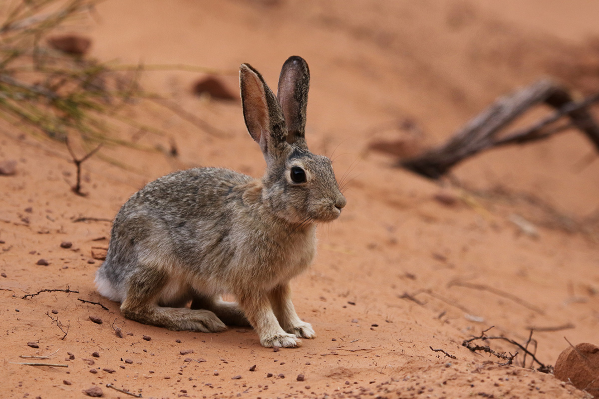Arches National Park Animals: A Hiker&rsquo;s Field Guide to Wildlife Watching 36