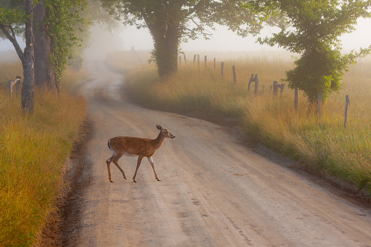 The Ultimate Guide to Great Smoky Mountains National Park Animals 5