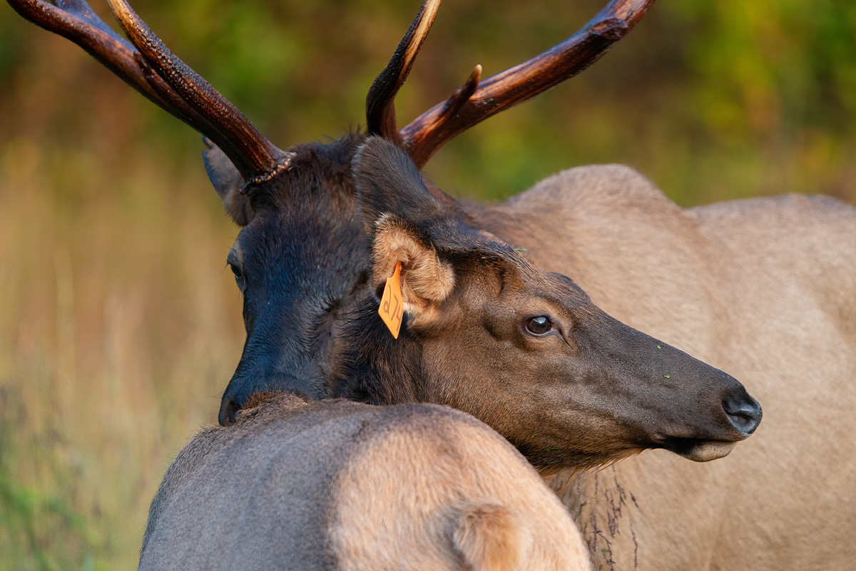 The Ultimate Guide to Great Smoky Mountains National Park Animals 6