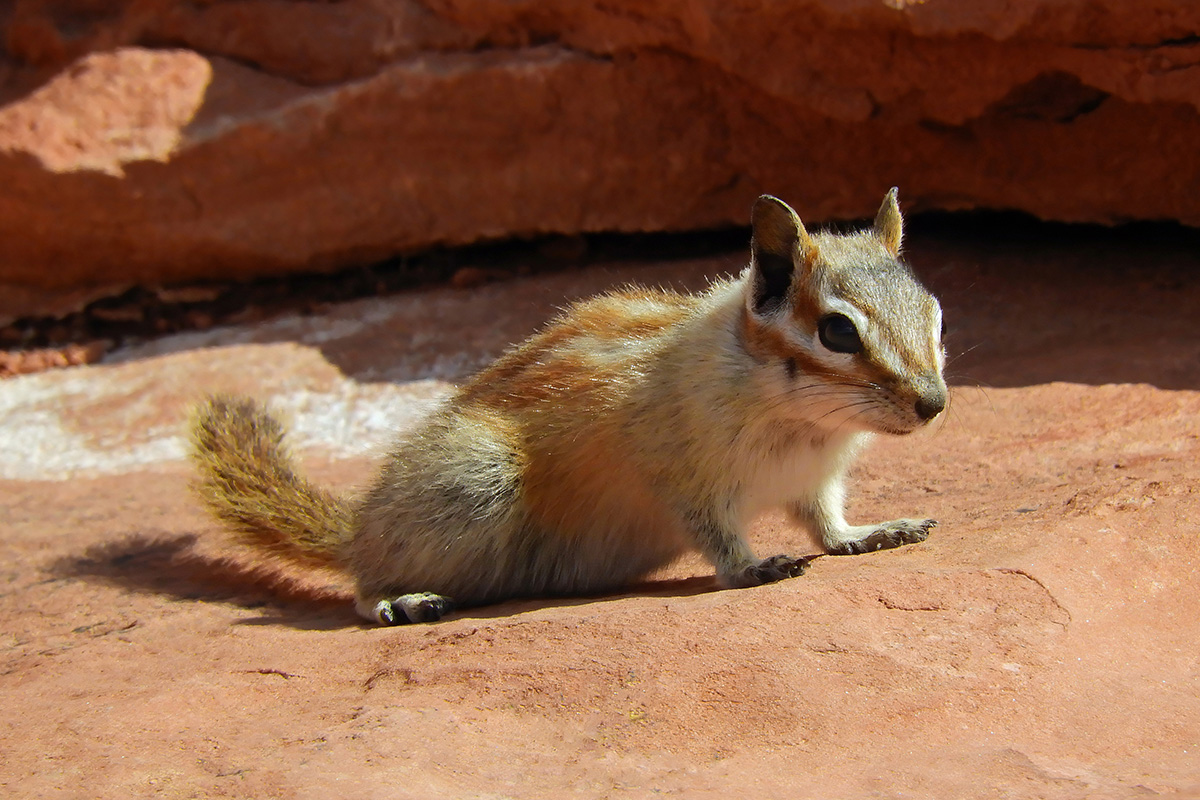 The Best Hikes in Capitol Reef National Park 7