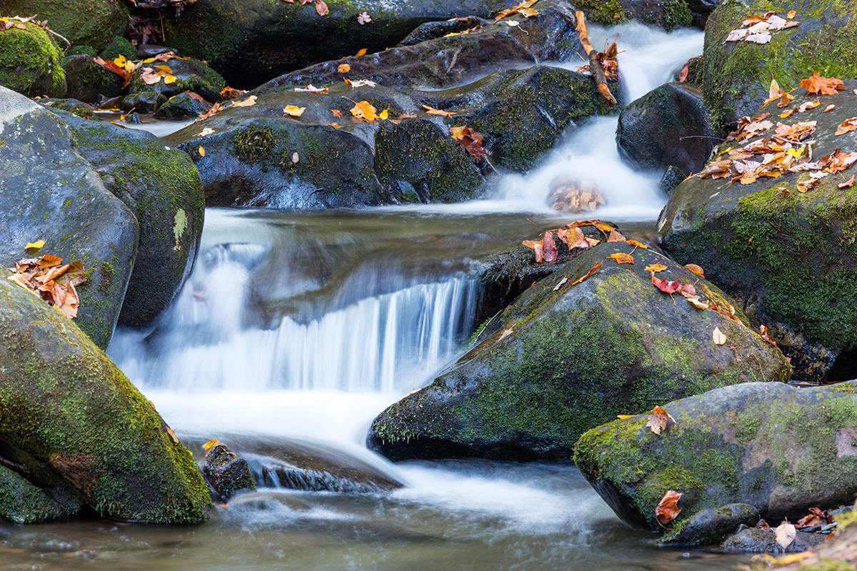 The Ultimate Guide to Great Smoky Mountains National Park Animals 7