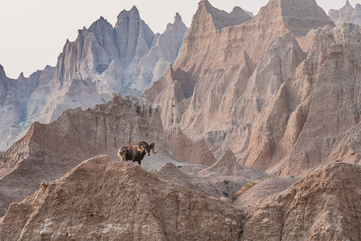 Badlands National Park Animals: The Complete Wildlife Spotting Guide 1