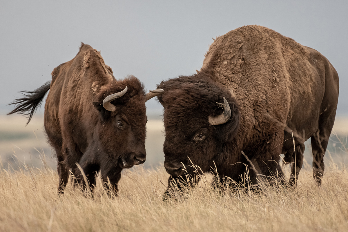 Badlands National Park Animals: The Complete Wildlife Spotting Guide 2