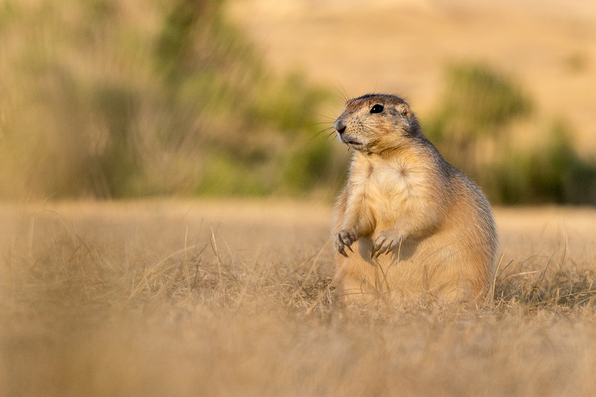 Badlands National Park Animals: The Complete Wildlife Spotting Guide 3