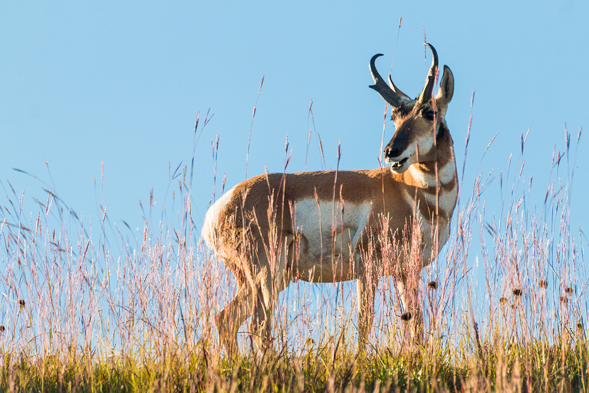 Badlands National Park Animals: The Complete Wildlife Spotting Guide 4