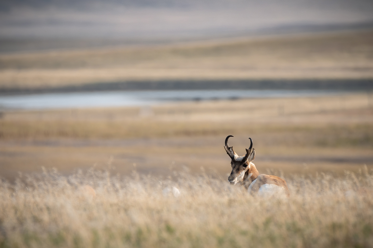 Badlands National Park Animals: The Complete Wildlife Spotting Guide 7