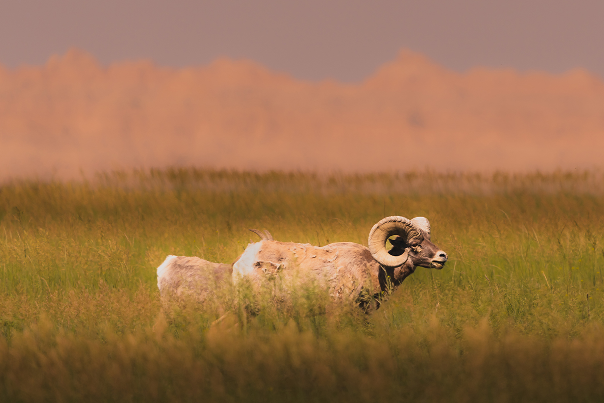 Badlands National Park Animals: The Complete Wildlife Spotting Guide 8