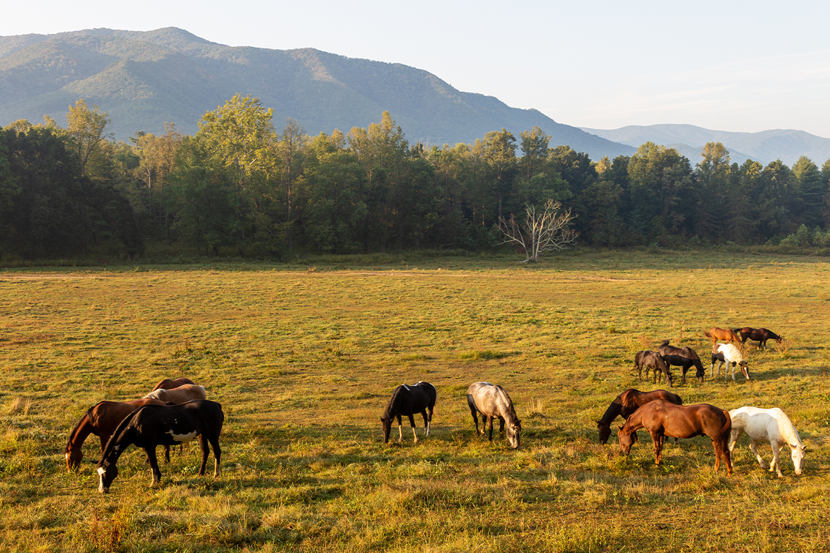 The Ultimate Guide to Great Smoky Mountains National Park Animals 7