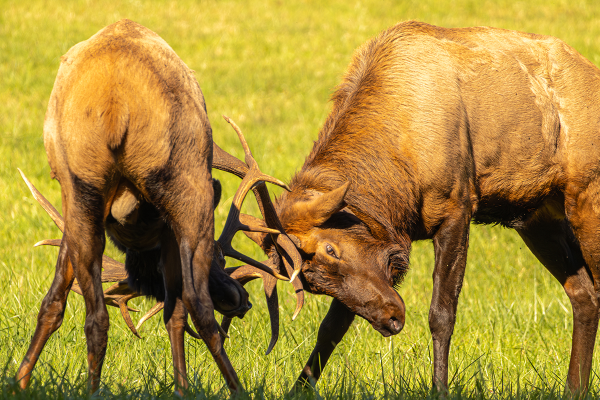 The Ultimate Guide to Great Smoky Mountains National Park Animals 11
