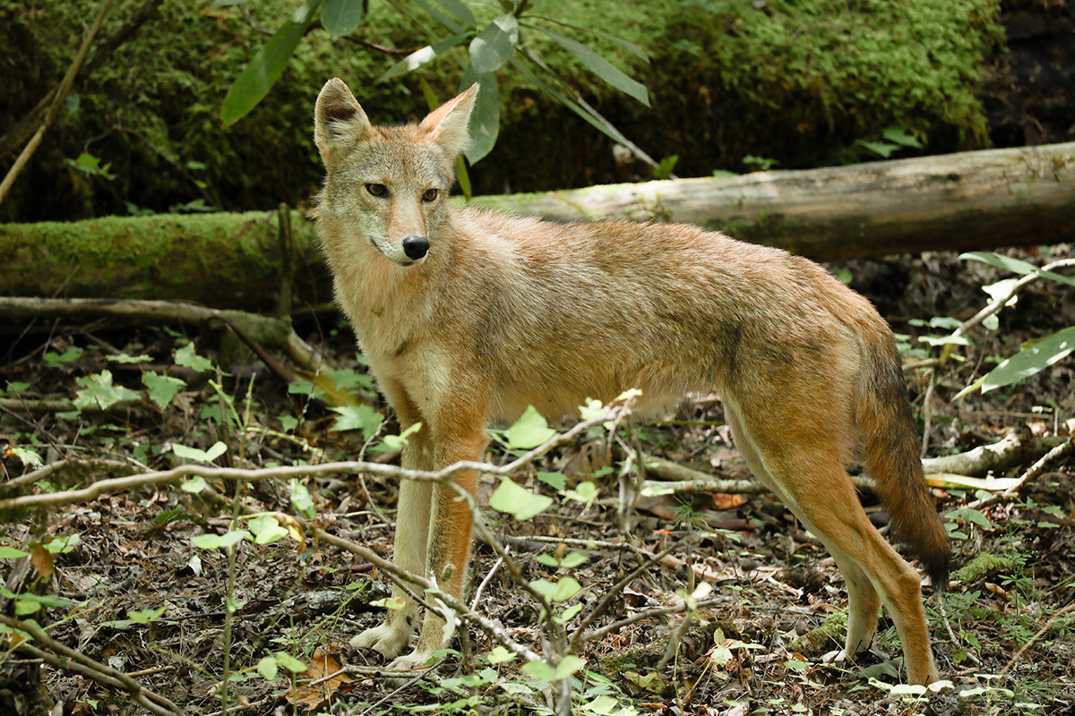 The Ultimate Guide to Great Smoky Mountains National Park Animals 8