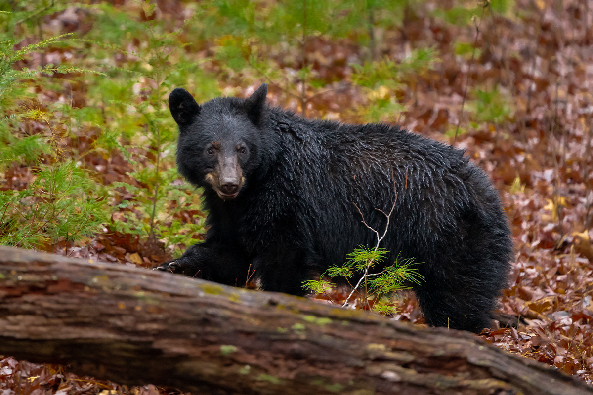 The Ultimate Guide to Great Smoky Mountains National Park Animals 9