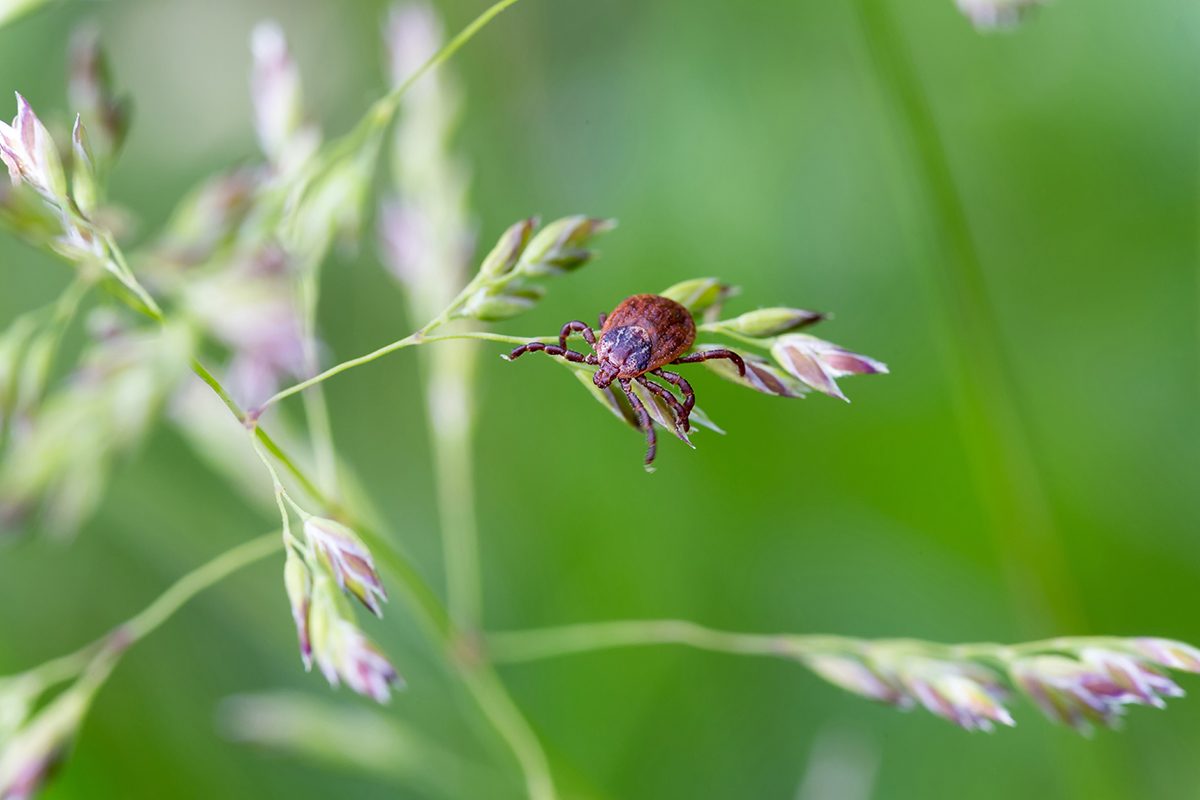 Tips and Ticks: Tick Bites, Safety, and Prevention for Humans and Dogs  2