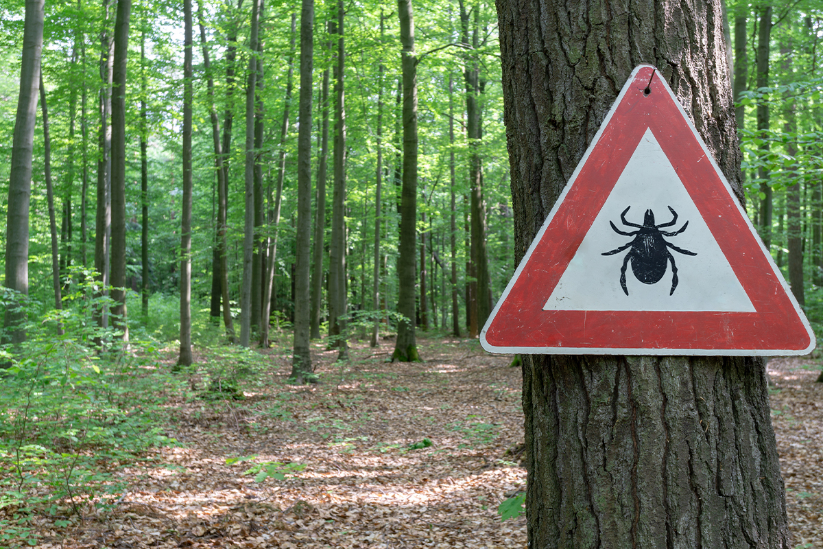 Tips and Ticks: Tick Bites, Safety, and Prevention for Humans and Dogs  3