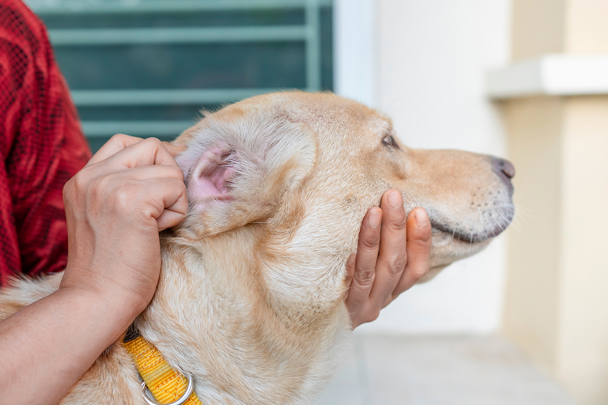 Tips and Ticks: Tick Bites, Safety, and Prevention for Humans and Dogs 4