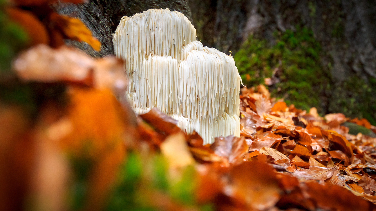 Mushroom Foraging: Safety Protocols and Beginner Species 10