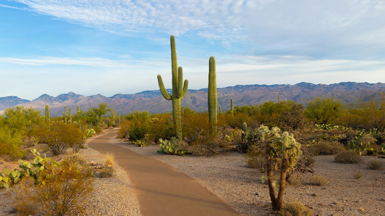 Best Hikes in Saguaro National Park fi