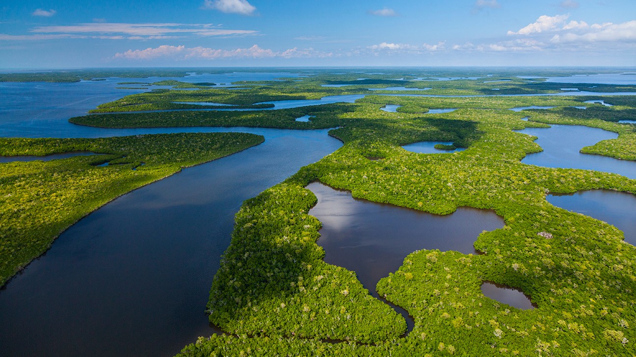 13 Interesting Facts about the Everglades for Nature Lovers fi