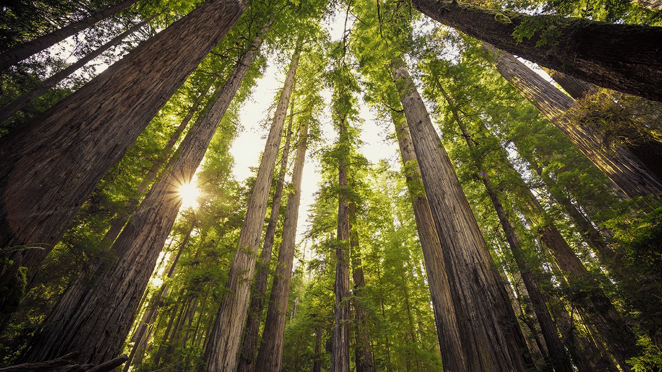 Redwood National Park Facts About Wildlife and History fi