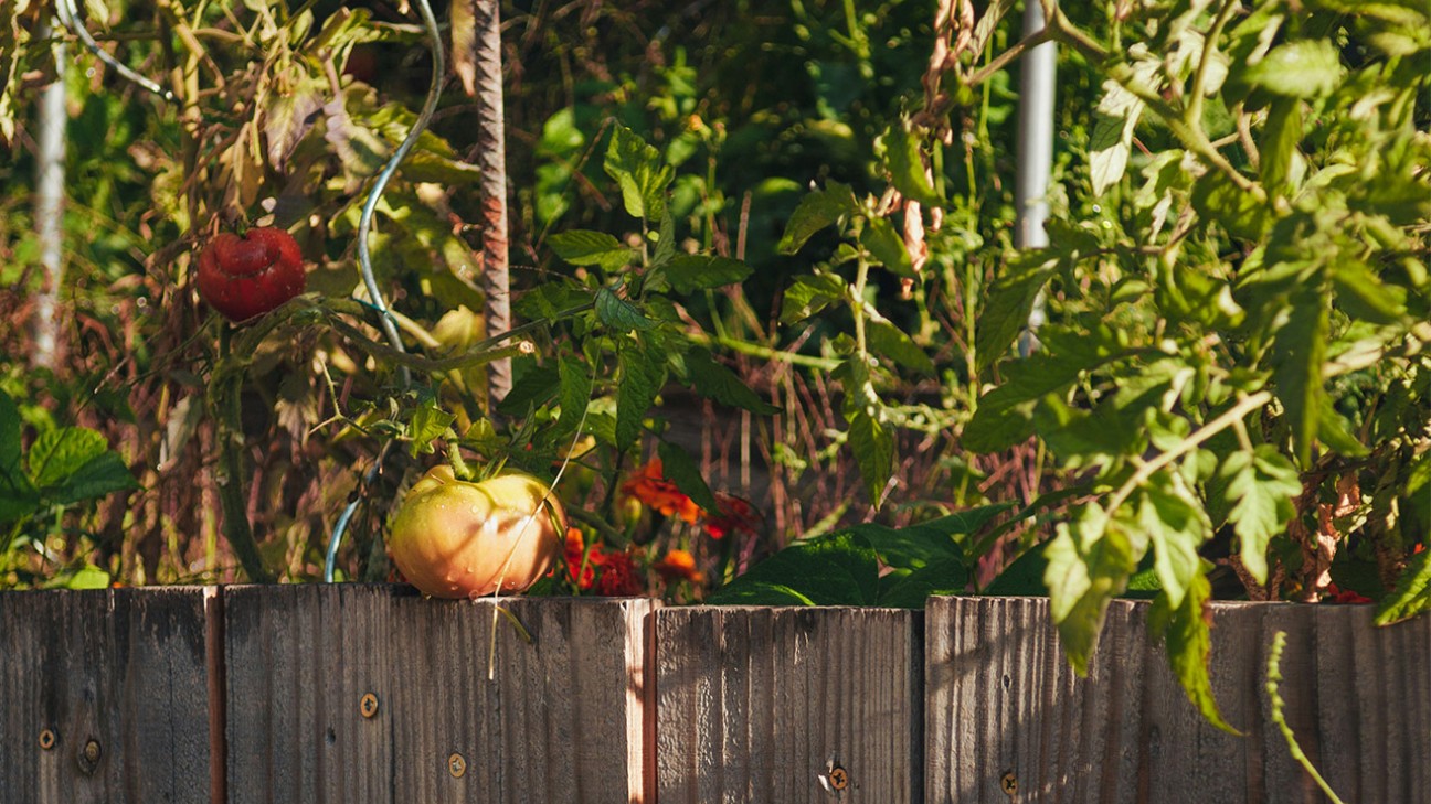 A vegetable garden behind a wooden fence for off grid living
