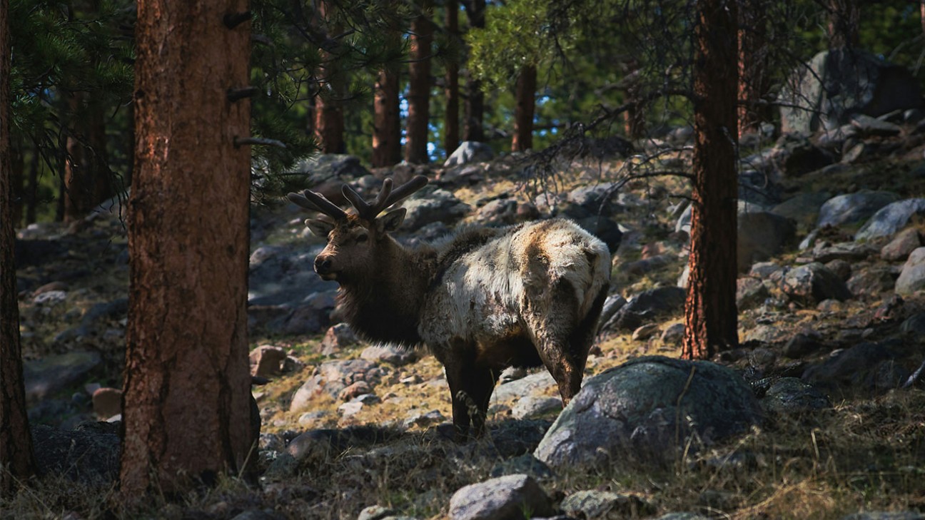 A stag on a rocky ground in one of the best national parks for wildlife spotting