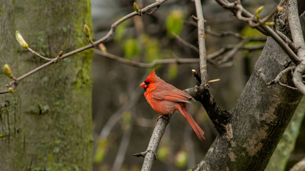 Northern Cardinal perching on a tree during daytime