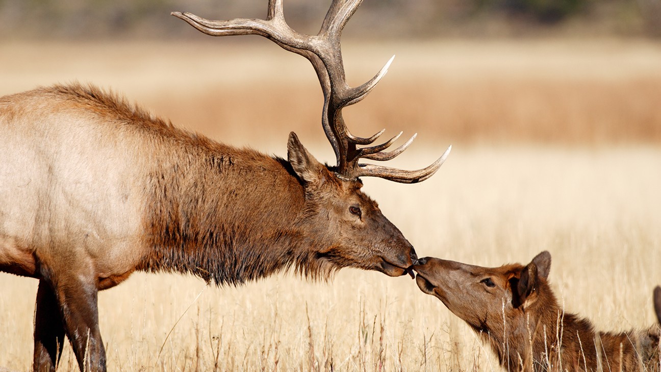 Meet the Yellowstone National Park Animals Up Close 4
