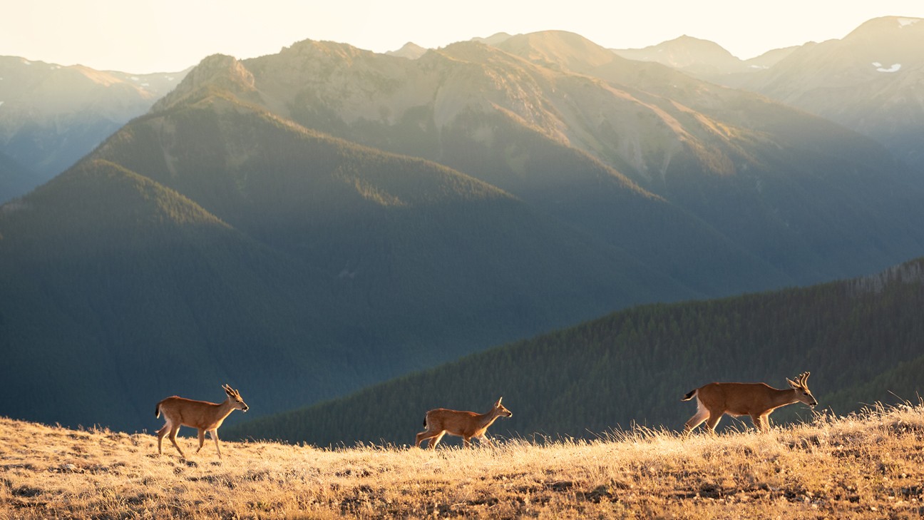 Olympic National Park Animals - Safety & Viewing Rules 6 fi