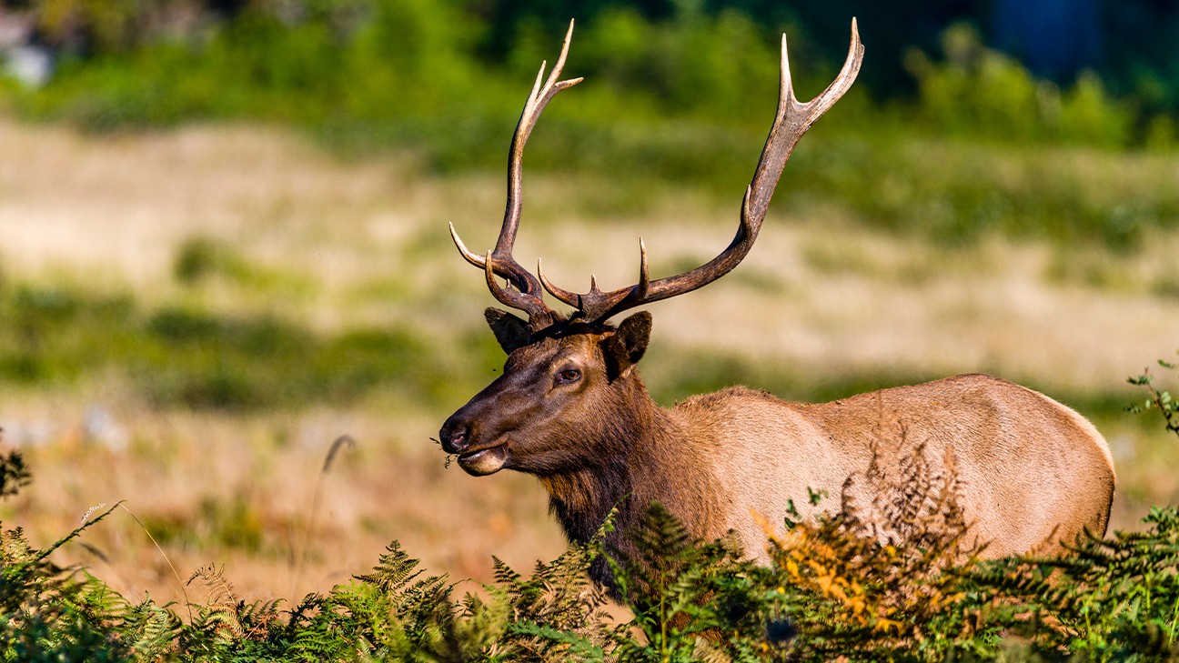 Wildlife in Redwood National Park: A Complete Guide fi