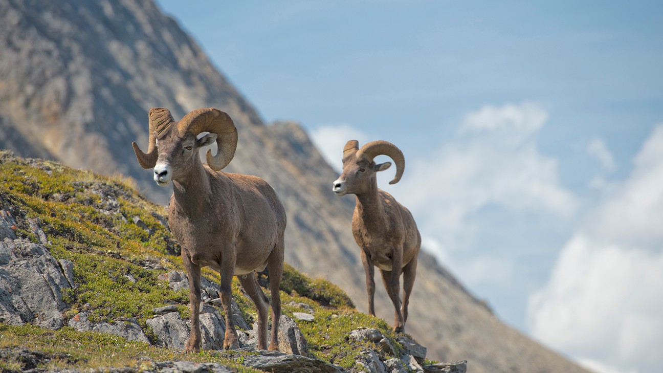 Animals in Rocky Mountain National Park: The Complete Wildlife Spotting Guide 27 fi