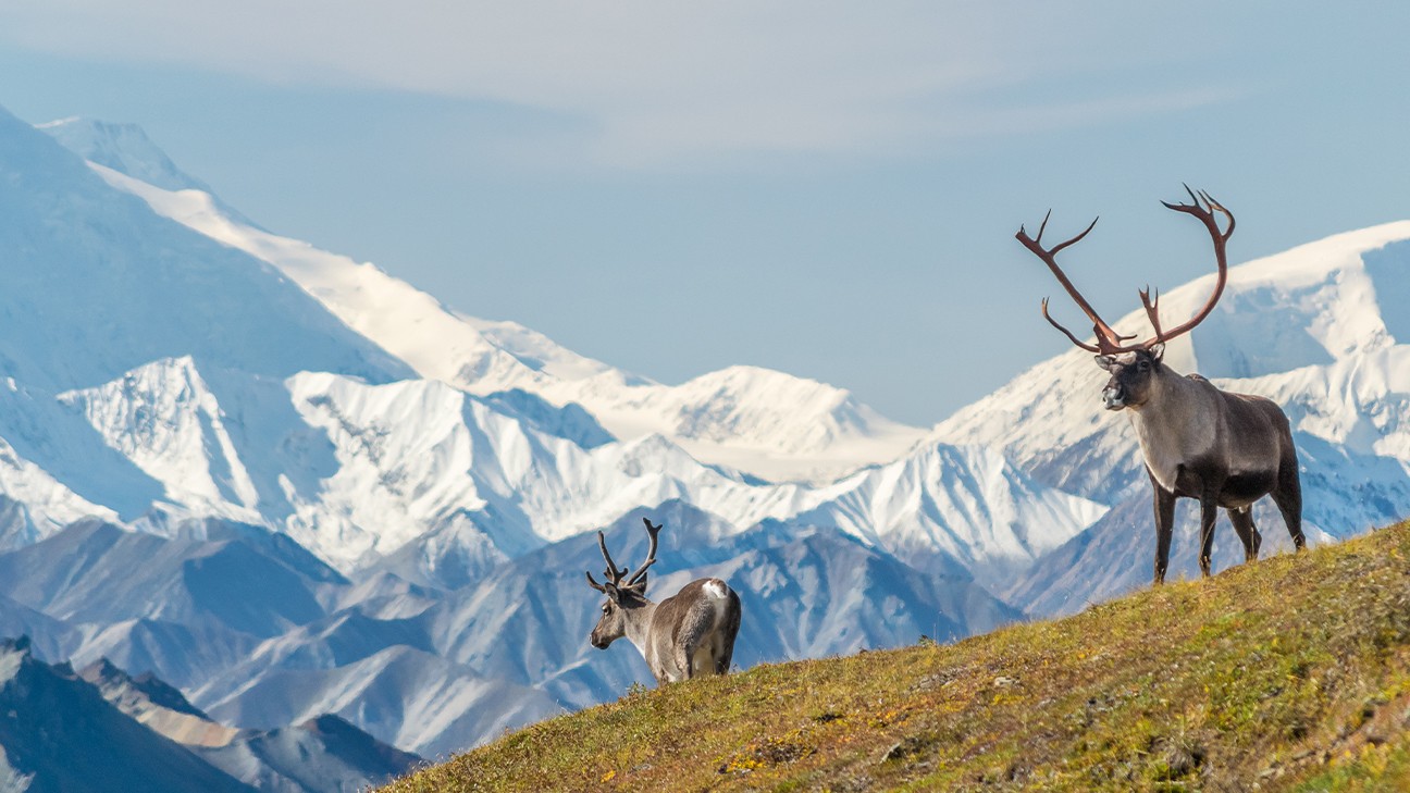 Animals in Denali National Park: A Visitor's Guide to the Big 5 & Beyond 30fi