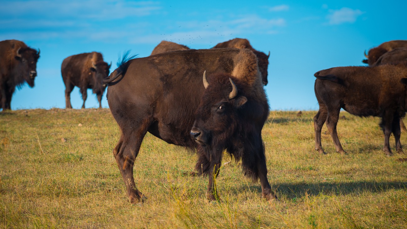 Badlands National Park Animals: The Complete Wildlife Spotting Guide fi