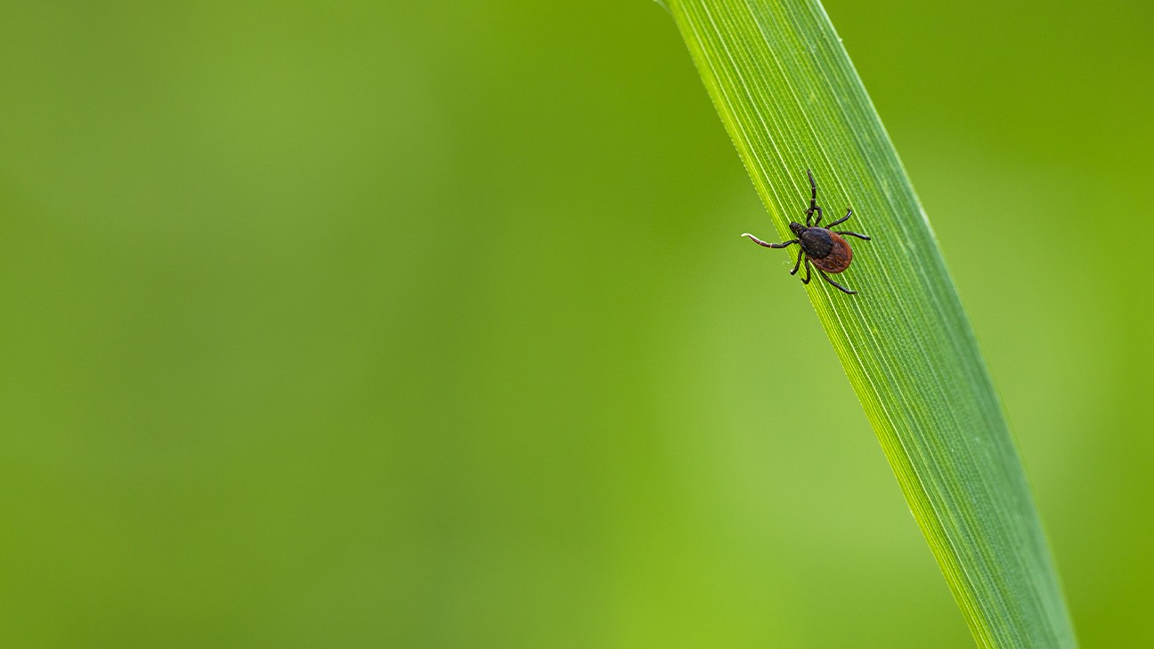 Tips and Ticks: Tick Bites, Safety, and Prevention for Humans and Dogs  1