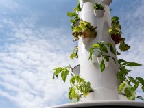 All You Need To Know About Vertical Gardens FI