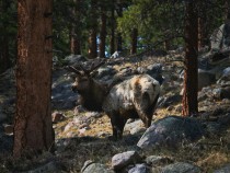 A stag on a rocky ground in one of the best national parks for wildlife spotting