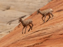 Fascinating Zion National Park Animals to Look For 14