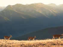 Olympic National Park Animals - Safety & Viewing Rules 6 fi
