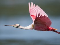 Everglades National Park Animals - Safety & Viewing Tips 8