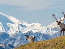 Animals in Denali National Park: A Visitor's Guide to the Big 5 & Beyond 30fi