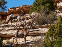 A Modern Adventurer's Guide to Yosemite National Park Animals a28 fi