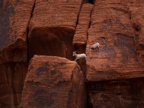 Arches National Park Animals: A Hiker’s Field Guide to Wildlife Watching fi