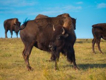 Badlands National Park Animals: The Complete Wildlife Spotting Guide fi