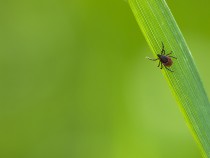 Tips and Ticks: Tick Bites, Safety, and Prevention for Humans and Dogs  1